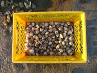 a basket of young clams raised in Wellfleet Harbor