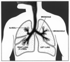 Diagram of lungs. - Click to enlarge in new window.