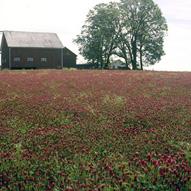 barn in background with flowering field in foreground