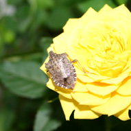 photo of brown marmorated stink bug on a yellow rose