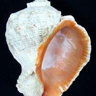 large ocean shell with light exterior and glistening inner chamber