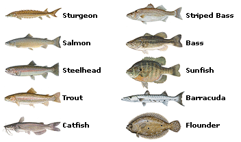 Popular Fish of the Pacific Region