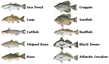 Popular Fish of the Southwest Region