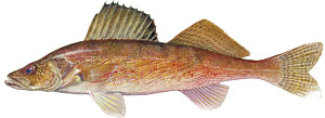 Walleye illustration