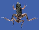 Deformed Leopard Frog