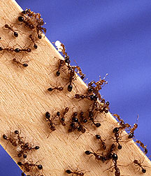 Photo: Fire ants swarming on a wooden stick. Link to photo information