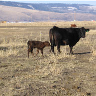 photo of cattle on ranch