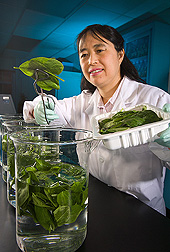 Food technologist is studying various wash waters and sanitizers to enhance the microbial safety of spinach (shown here), lettuce, and other leafy greens: Click here for full photo caption.