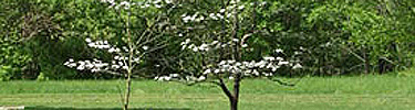 A picture of two small Flowering Dogwoods at the Boyhood Home Unit at Knob Creek
