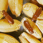 Red flour beetles on wheat kernels