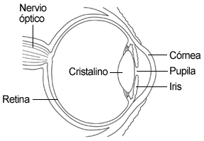 Diagrama del Ojo