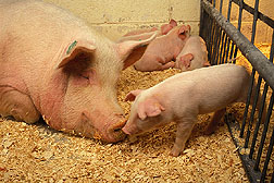 A sow and her piglets. Link to photo information