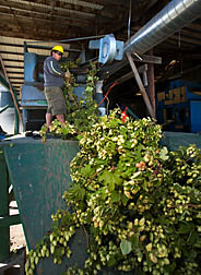 Oregon State University student technician loads recently harvested hop plants into the stationary picker for harvesting and separating hop cones from other plant material: Click here for full photo caption.