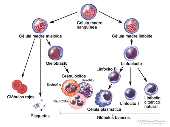 Evolución de una célula sanguínea; el dibujo muestra el proceso por el que pasa una célula madre sanguínea para convertirse en un glóbulo rojo, una plaqueta o un glóbulo blanco. Una célula madre mieloide se convierte en un glóbulo rojo, una plaqueta, o un mieloblasto el cual luego se convierte en un granulocito (los tipos de granulocitos son eosinófilos, basófilos y neutrófilos). Una célula madre linfoide se convierte en un linfoblasto y luego en un linfocito B, un linfocito T o un linfocito citolítico natural. Un linfocito B se puede convertir en una célula plasmática.
