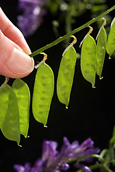 Photo: Developing seed pods of hairy vetch. Link to photo information