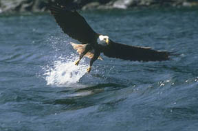 Bald eagle taking fish from water