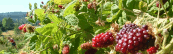 Marionberries