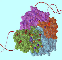 Computer model of the four domains of XPD, with a strand of unwound DNA.