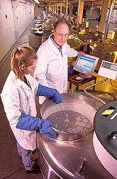 Researchers put germplasm samples in liquid nitrogen for storage. Link to photo information