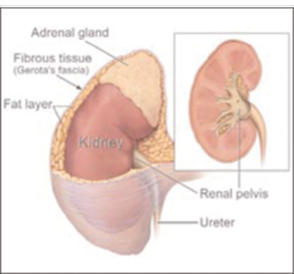 This picture shows the kidney and adrenal gland.