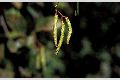 View a larger version of this image and Profile page for Alnus rhombifolia Nutt.