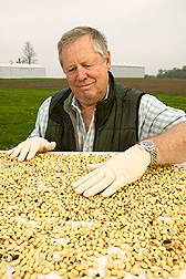 Geneticist Niels Nielson inspects soybean seeds before planting them as experimental controls. Link to photo information