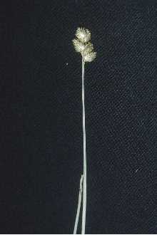 Photo of Carex bebbii Olney ex Fernald