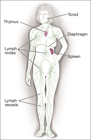 This picture shows lymph nodes above and below the diaphragm. It also shows the lymph vessels, tonsils, thymus, and spleen.