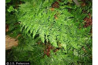 Photo of Athyrium filix-femina (L.) Roth