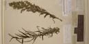 Pressed plant from Expedition, now at the Academy of Natural Sciences