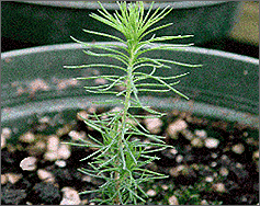 Photo of a tree seedling