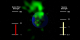 Oxygen atoms (green) blowing off from the Earths atmosphere.