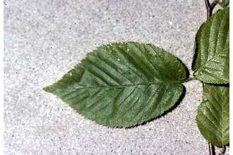 Photo of Betula lenta L.