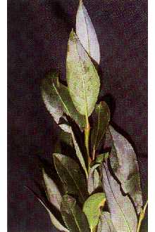 Photo of Salix planifolia Pursh
