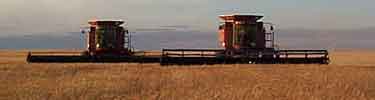 Modern Wheat Harvesting