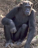 Image of chimpanzee.