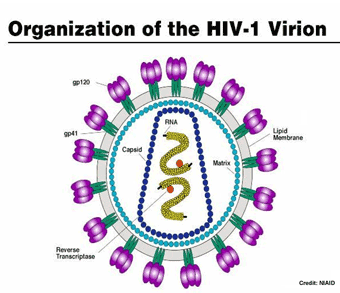 Artistic diagram of the HIV-1 viron.