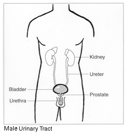 Diagram of Male Urinary Tract