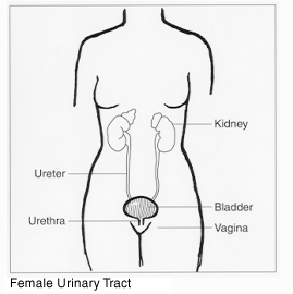 Diagram of Female Urinary Tract