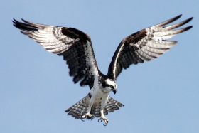 Osprey. Image by NASA/Wikipedia.