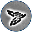 Photo of a bacterium multiplying