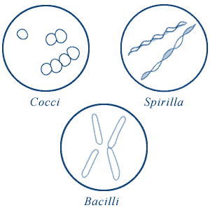 Three distinct bacteria shapes: cocci (round), bacilli (rod-shaped), or spirilla (spiral).