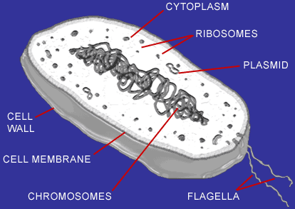 A Prokaryotic Bacterial Cell Diagram