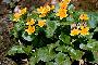 View a larger version of this image and Profile page for Caltha palustris L.