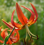 Sandhills Lily