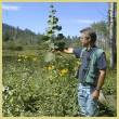 [Photo]: man measuring growth of young aspen tree with Bell Meadow in the background