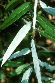 Photo of Salix caroliniana Michx.