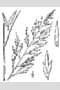 View a larger version of this image and Profile page for Muhlenbergia uniflora (Muhl.) Fernald