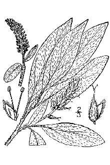 Line Drawing of Salix glauca L.