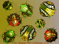  digital organism image; click for more images created by Dr. Roger Wagner, Professor of Biology, University of Delaware